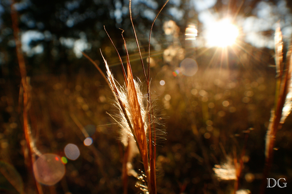 Tall Timbers Research Station Gallery In Words and Pictures