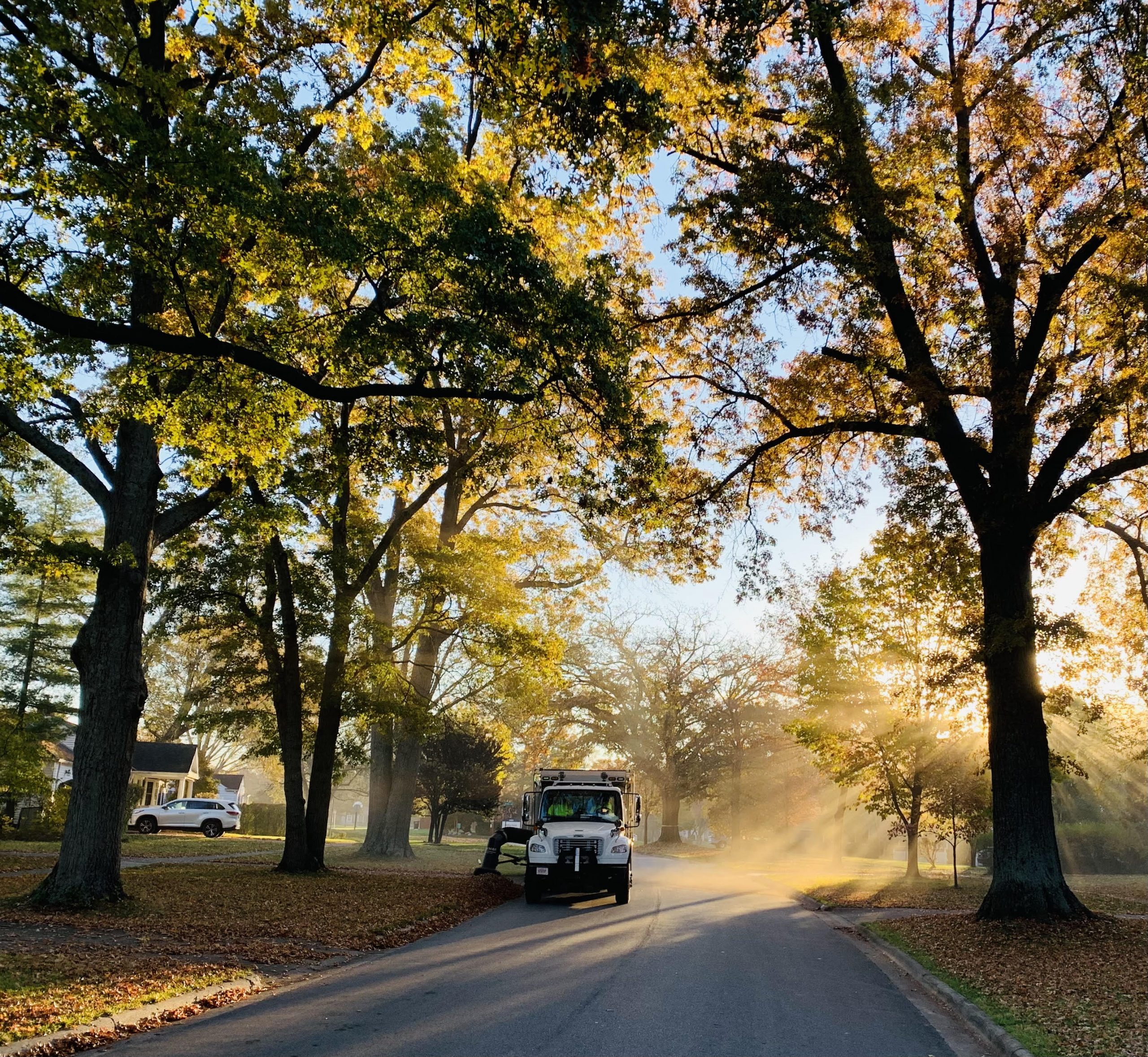 Trees, Leaves (pickup), and a Magical Moment, Fall 2021 David Robinson Blog