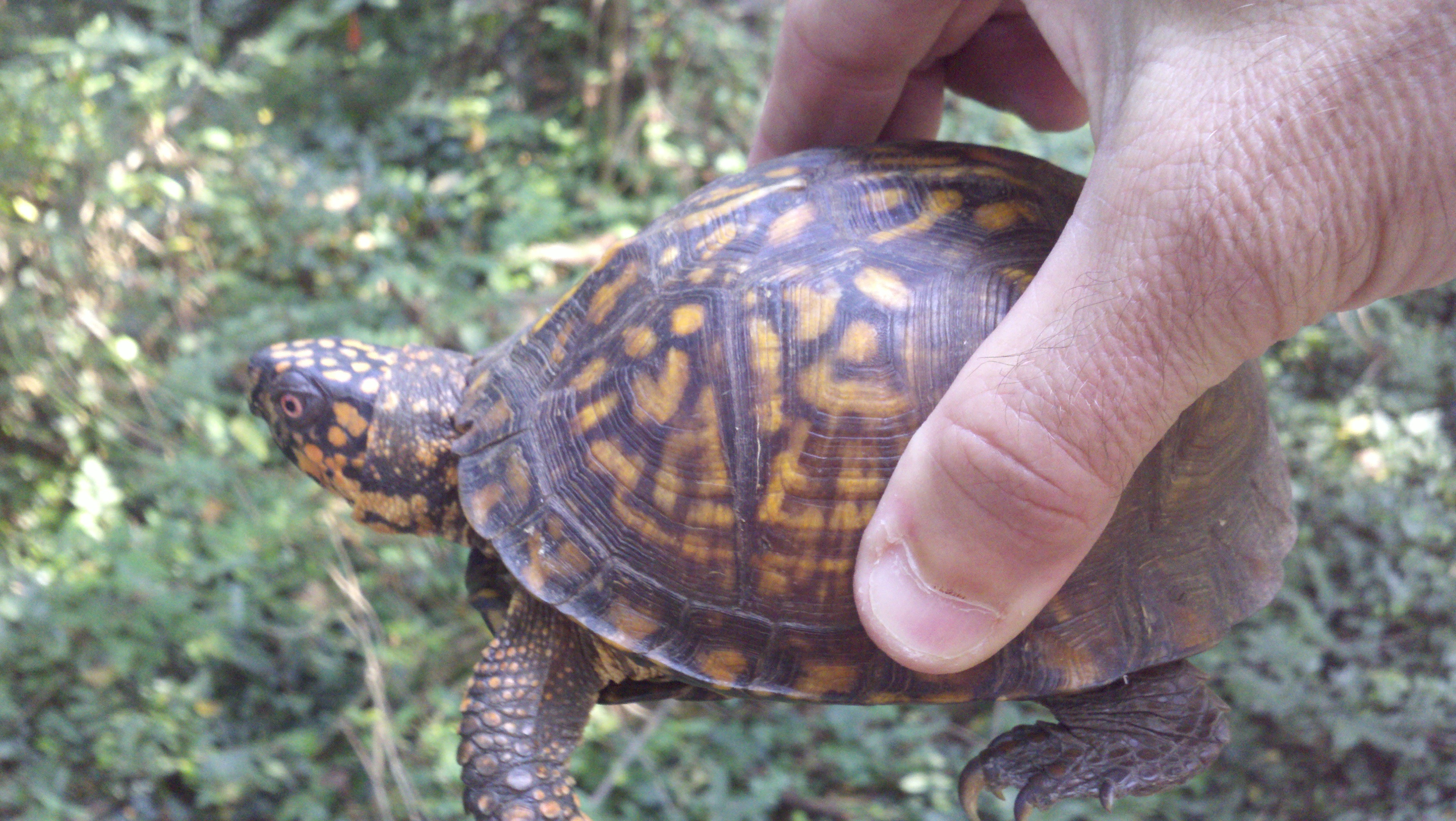 Turtles galore! Davidson Lands Conservancy