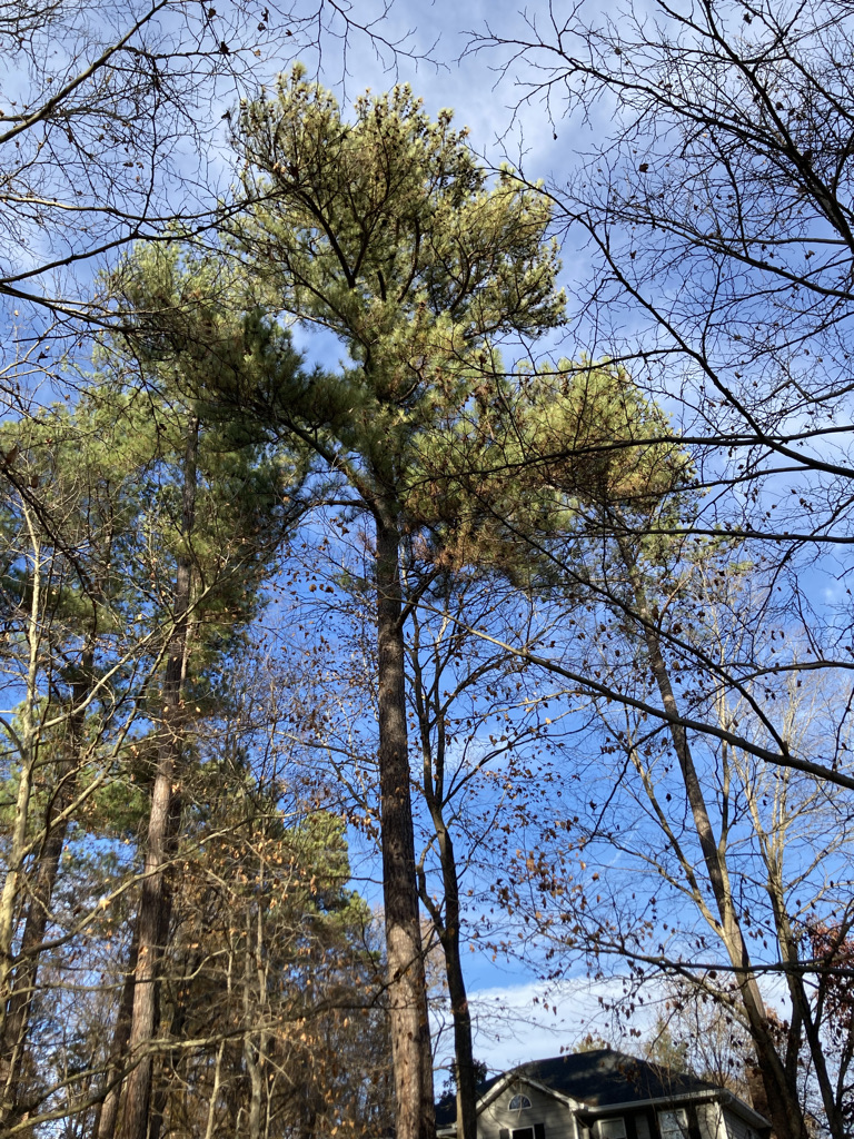 Arbor Day Tree Planting at South Prong Greenway Davidson Lands