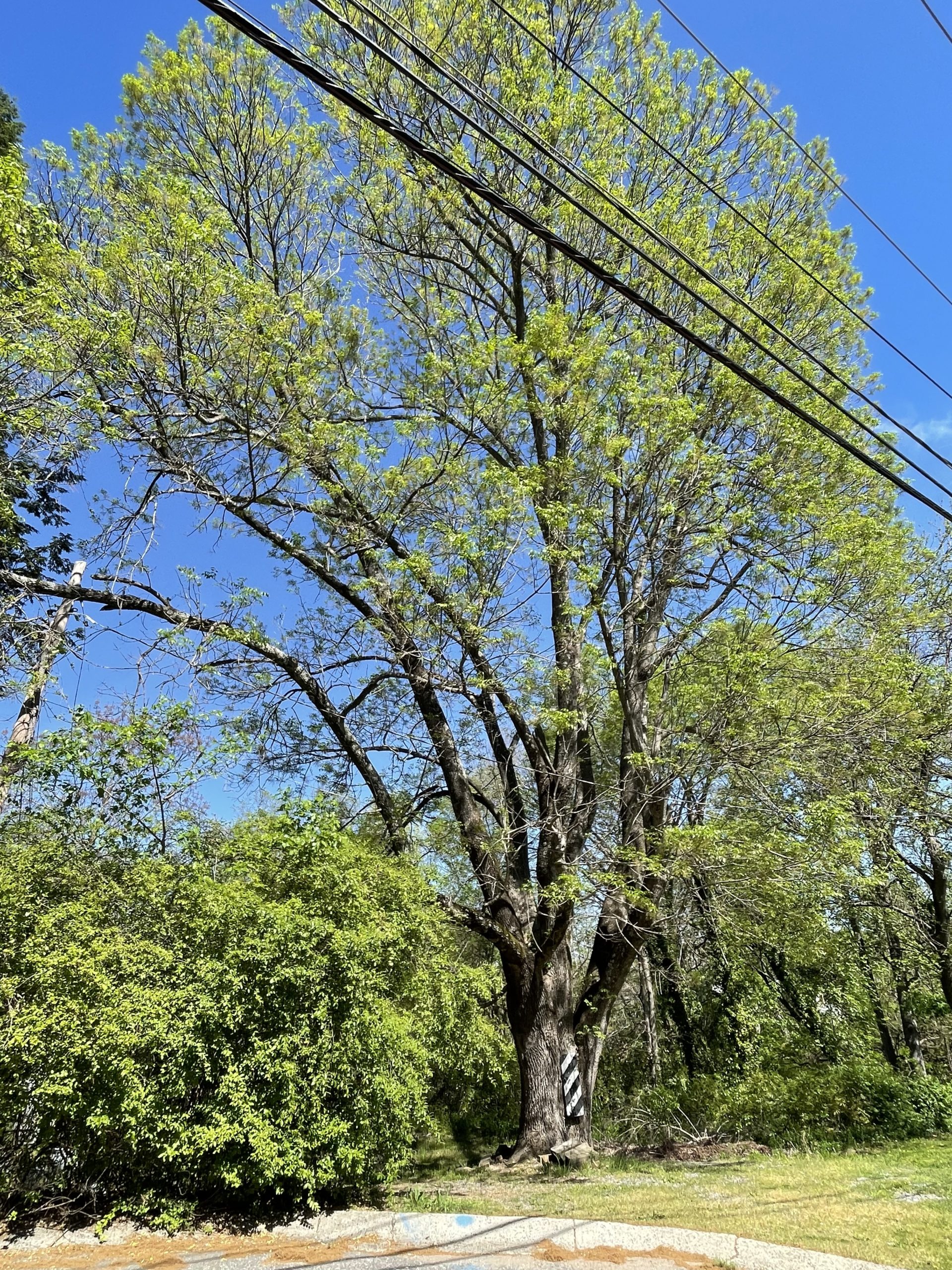 Ash Archives Davidson Lands Conservancy