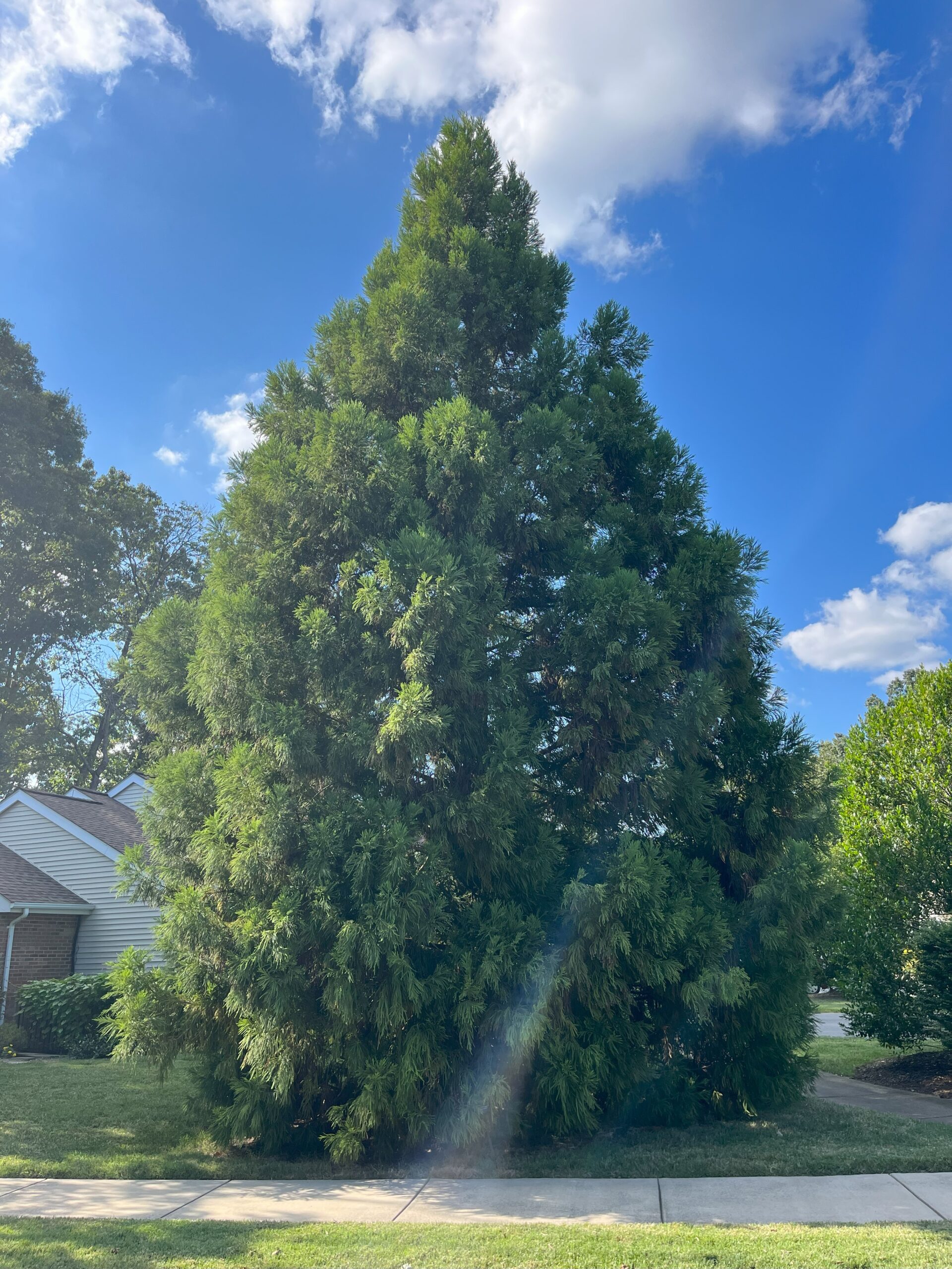 CedarJapanese Archives Davidson Lands Conservancy