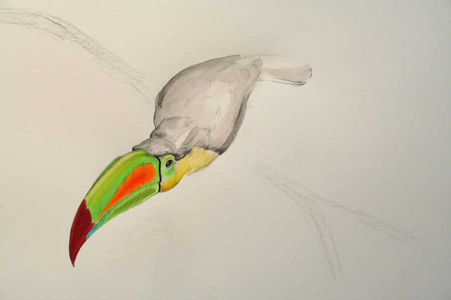 keelbilled toucan (rainbowbilled toucan)