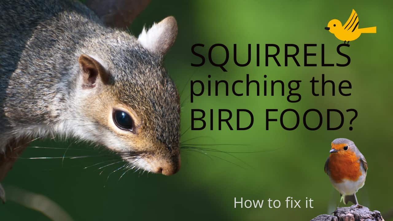 How to Stop Squirrels Stealing Bird Food David Withington