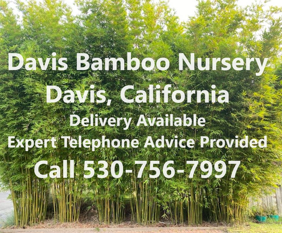 Bamboo Rhizome Barrier at Davis Bamboo Nursery