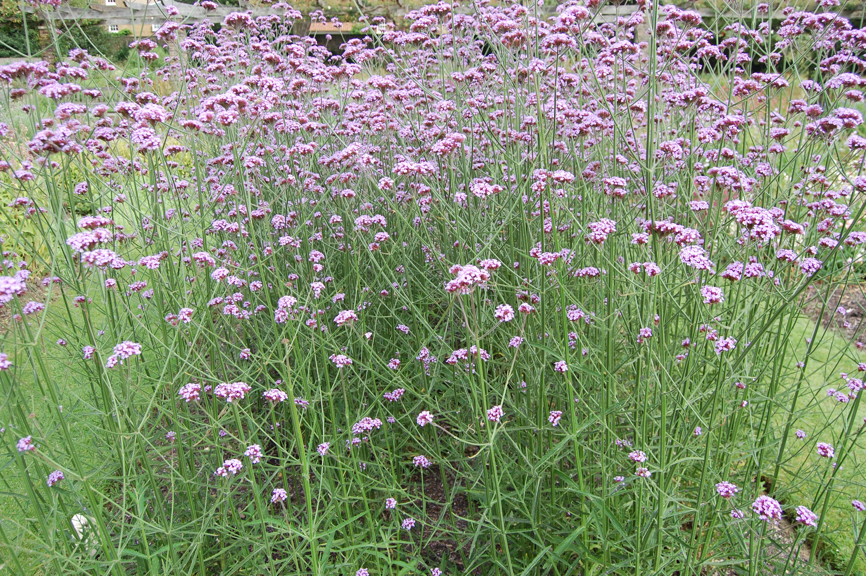 Verbena bonariensis landscape architect's pages