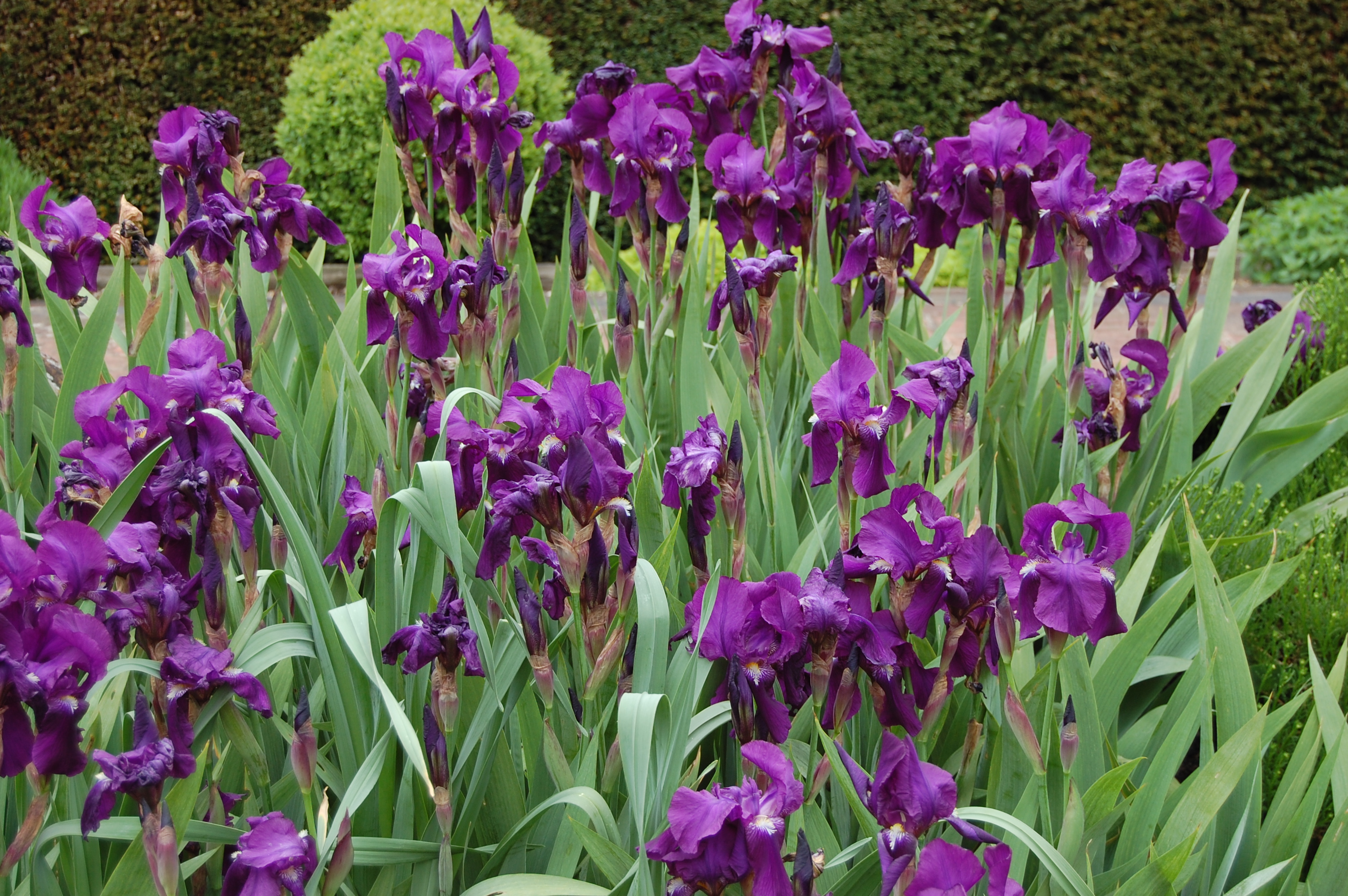 Iris germanica landscape architect's pages