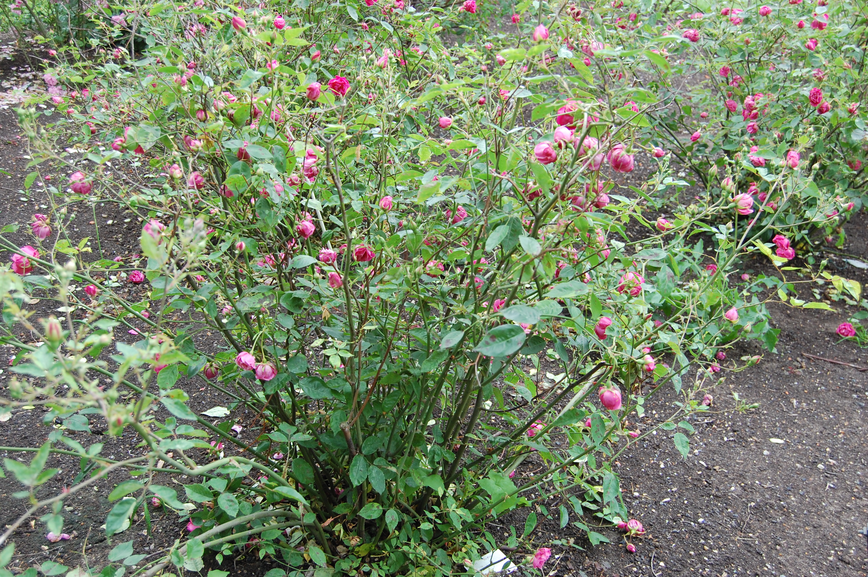 Rosa chinensis landscape architect's pages