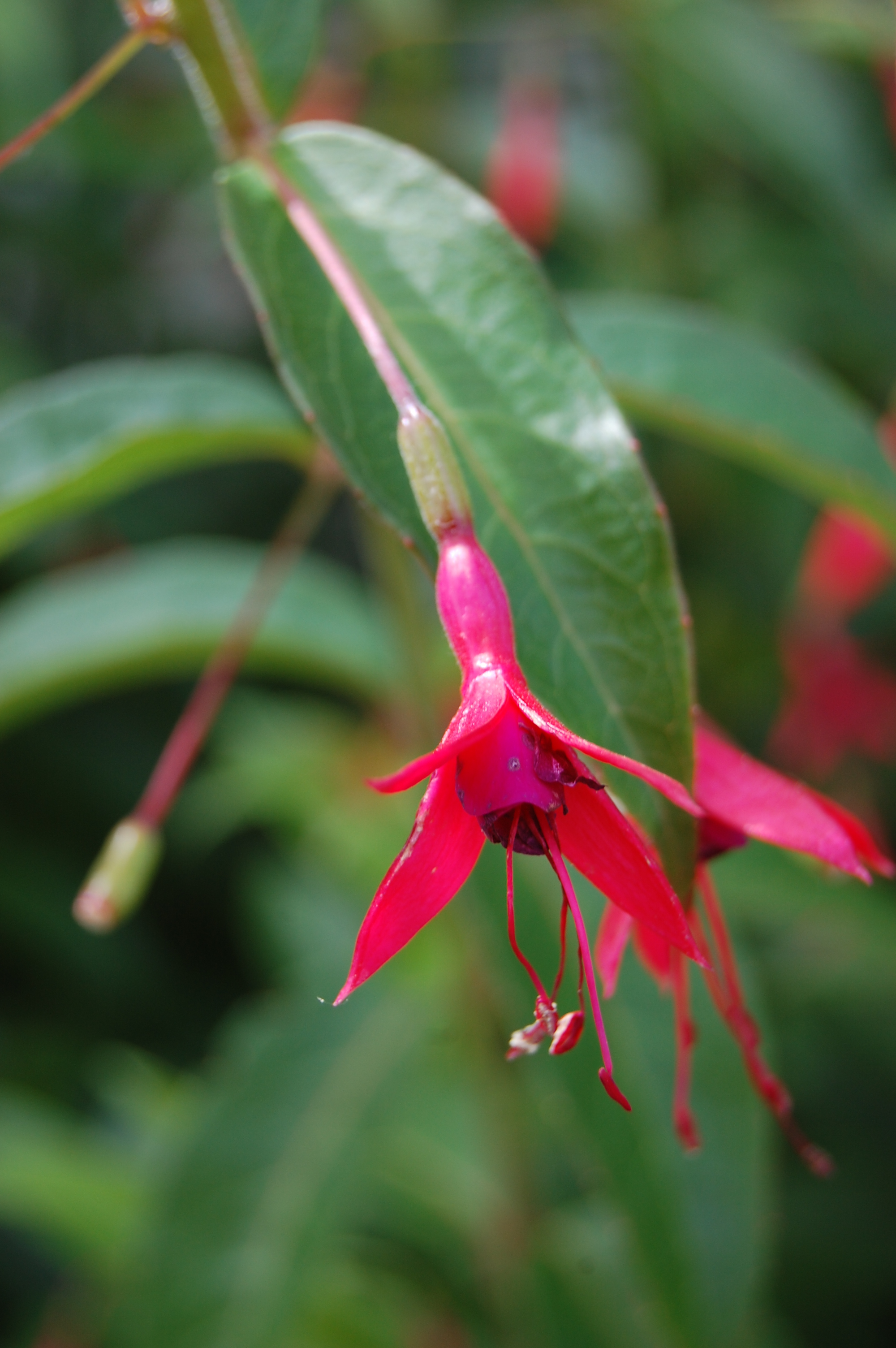 Fuchsia regia landscape architect's pages