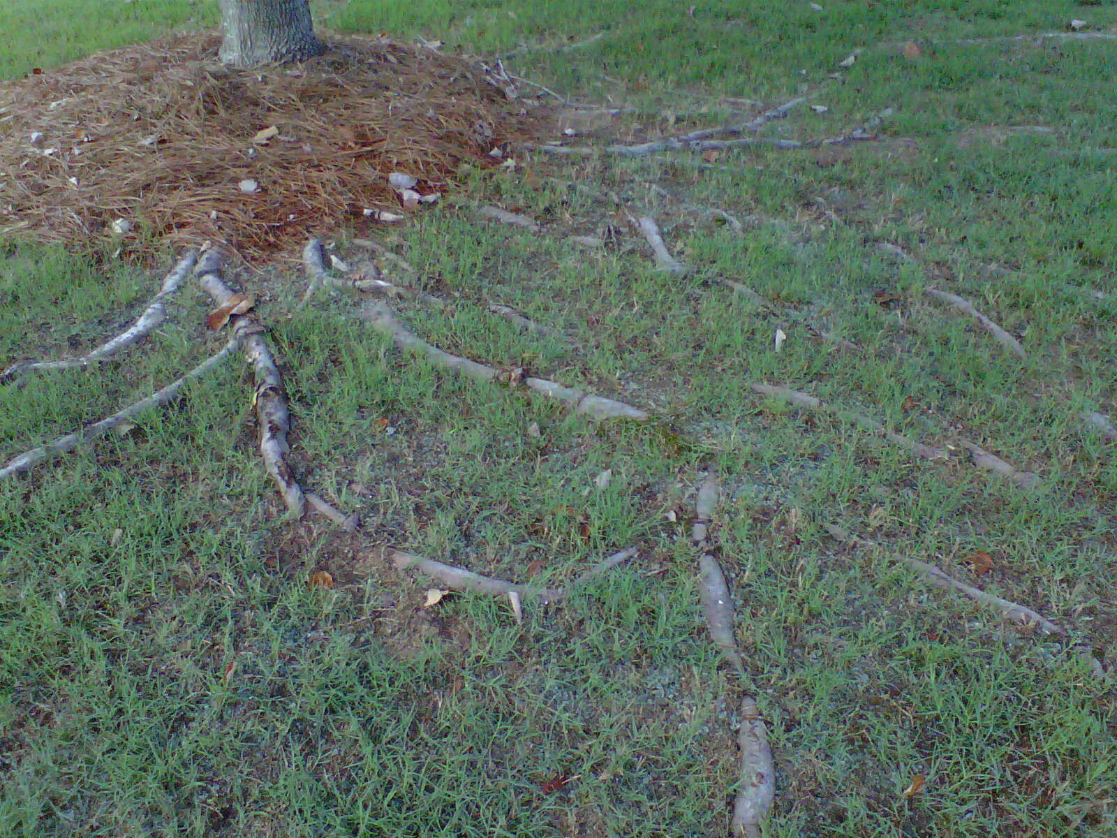 Landscaping Tips How To Fix Exposed Tree Roots…