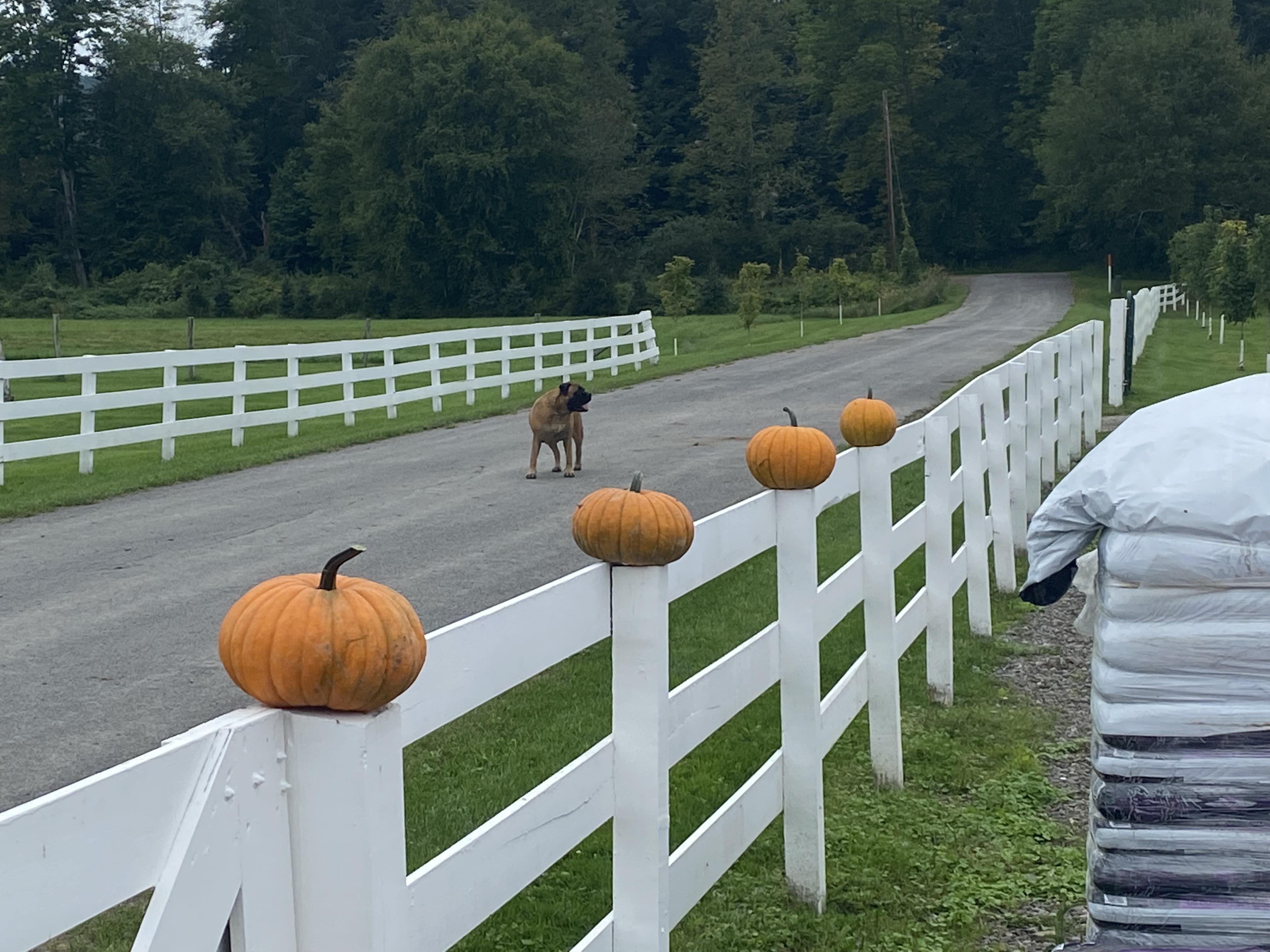 SeasonalMums and Pumpkins Davis Nursery LLC