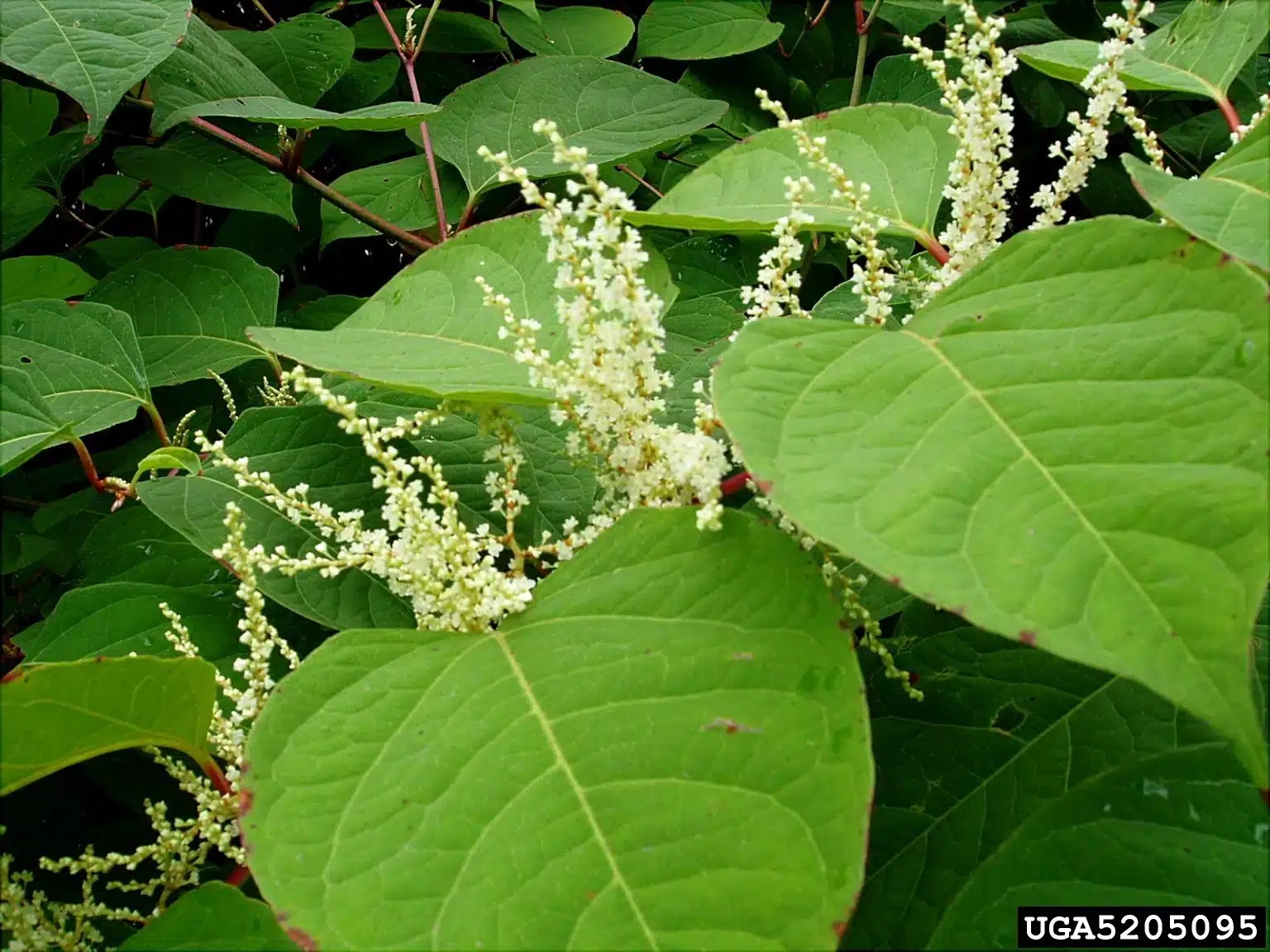 What Is Japanese Knotweed? (+ How to Make a Claim)