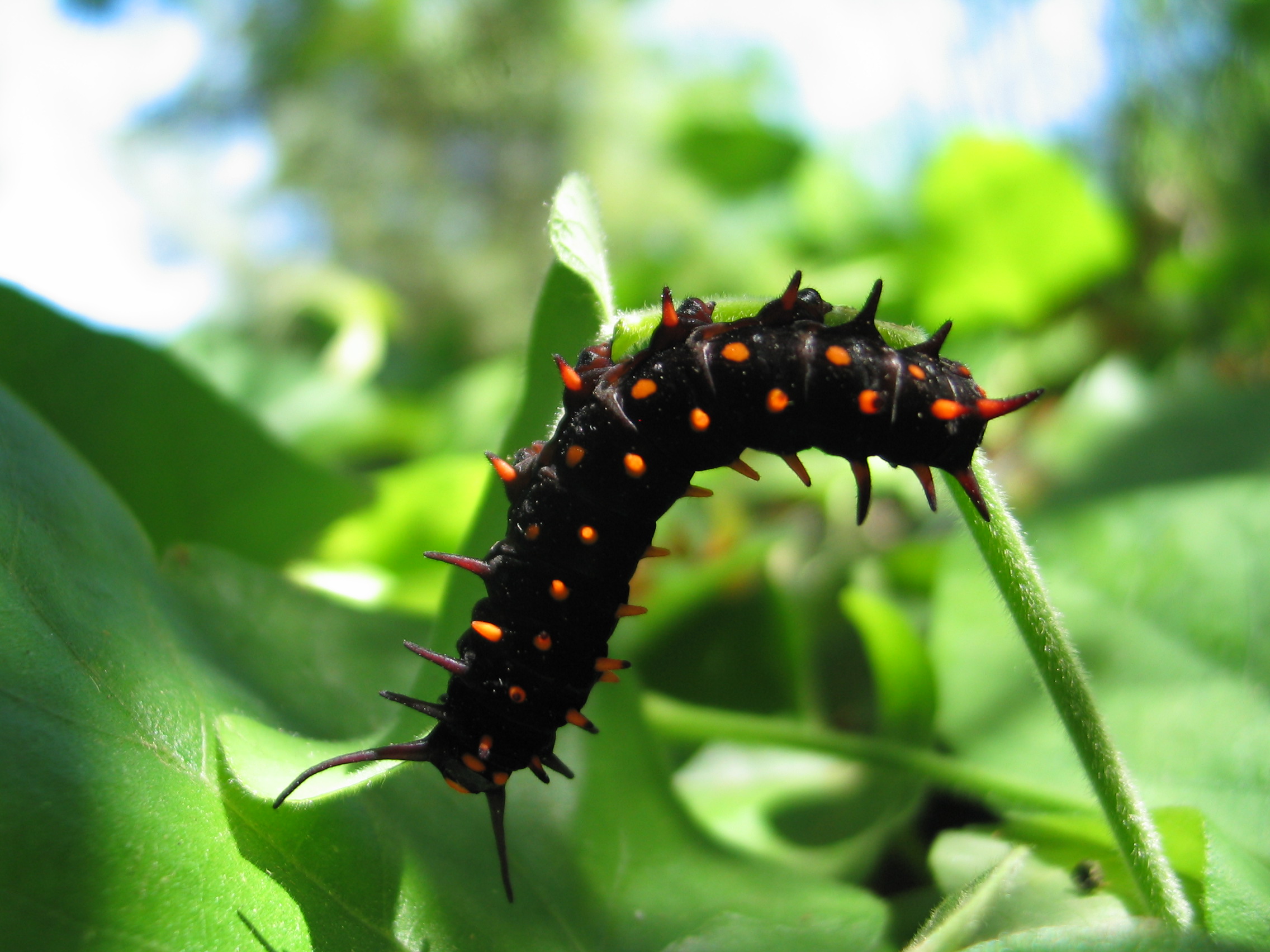Information about "Caterpillar.jpg" on arboretum - Davis - LocalWiki