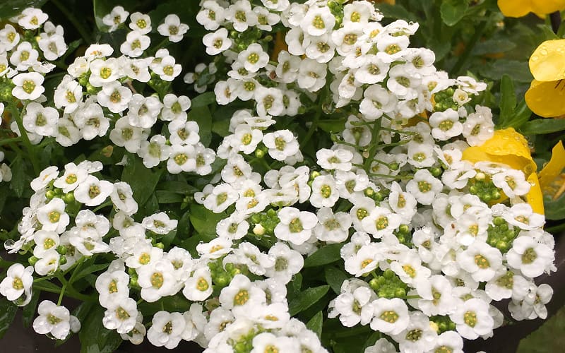 The Best Annuals For Butterflies, Bees & Other Pollinators DavyandTracy