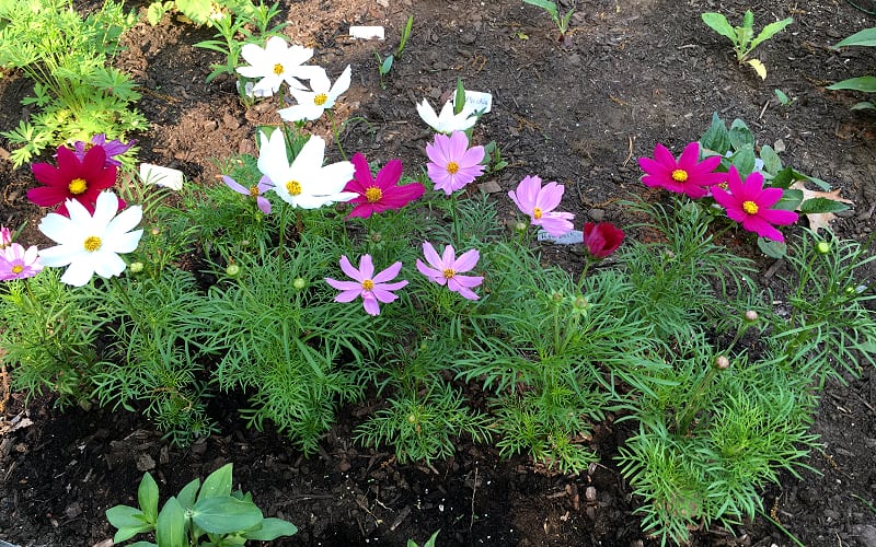 The Best Annuals For Butterflies, Bees & Other Pollinators DavyandTracy