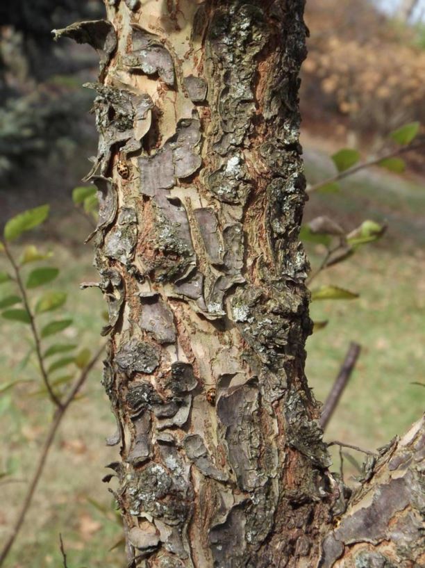 Ulmus parvifolia 'Cork Bark' Cork Bark Chinese elm, Cork Bark