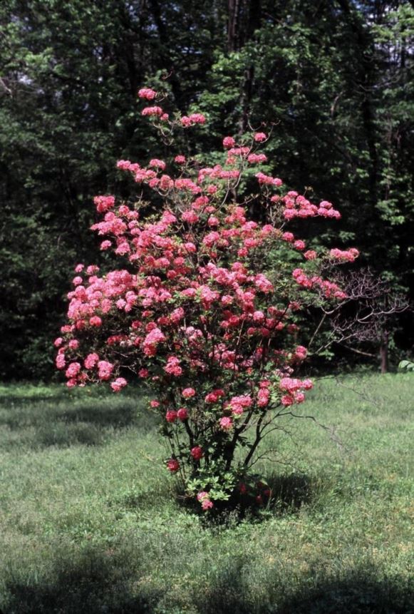 Rhododendron 'Homebush' Homebush azalea The Dawes Arboretum