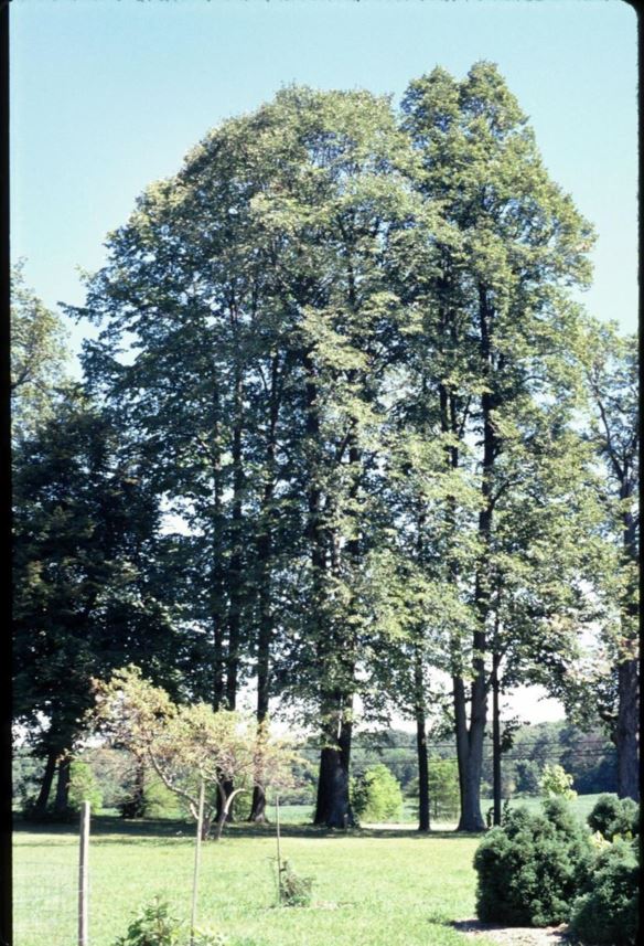 Tilia americana American linden, basswood The Dawes Arboretum