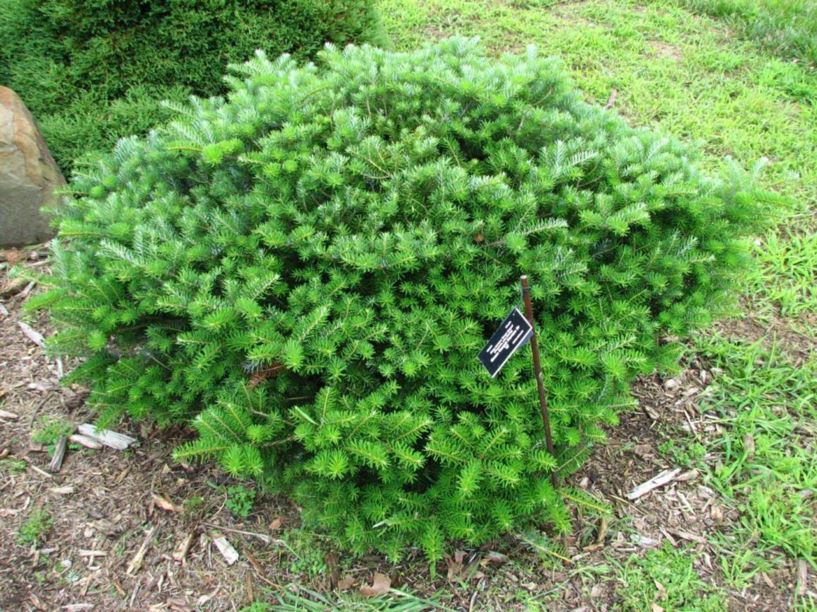 Abies koreana 'Green Carpet' Green Carpet Korean fir The Dawes Arboretum