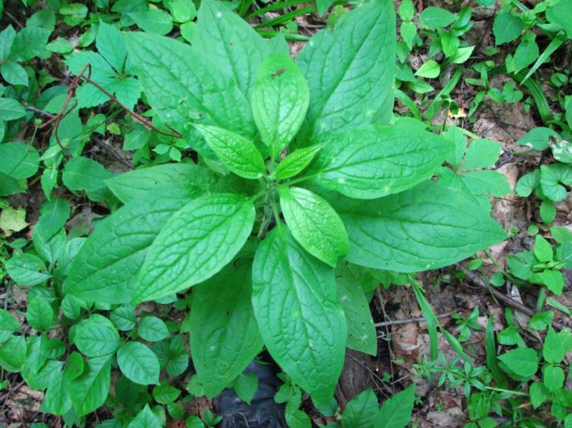 Hackelia virginiana Virginia stickseed The Dawes Arboretum