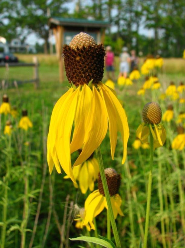 Ratibida pinnata pinnate prairie coneflower, grayheaded prairie