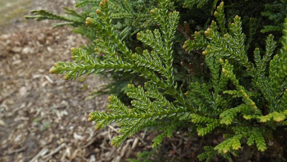 Thujopsis dolabrata 'Koreanum' Koreanum hiba false arborvitae The