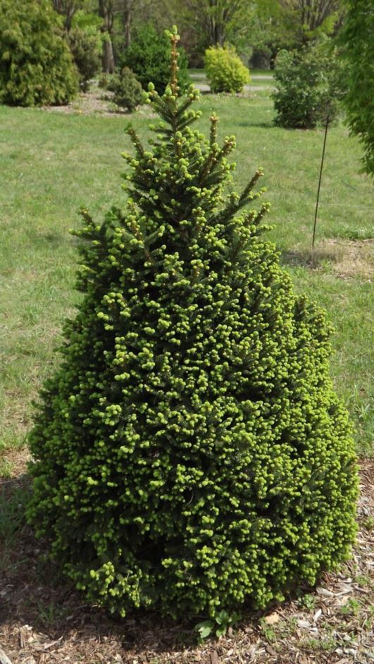 Picea abies 'Maryland Broom' Maryland Broom Norway spruce The Dawes