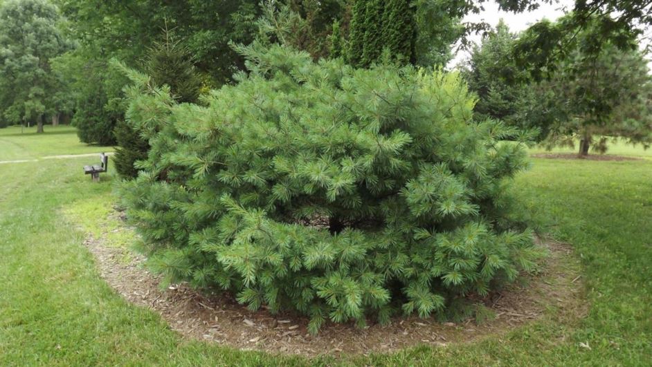 Pinus strobus 'Ontario' Ontario eastern white pine The Dawes Arboretum