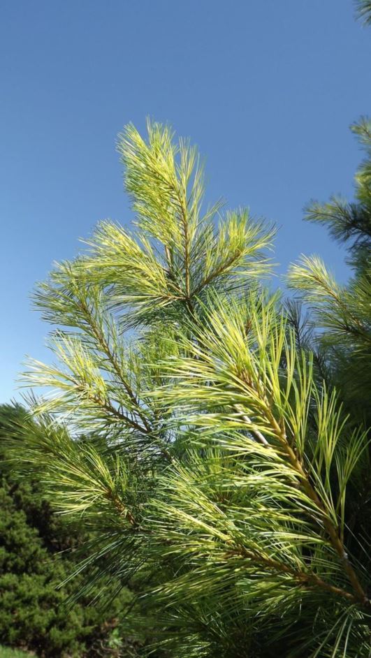 Pinus strobus 'Golden Candles' Golden Candles eastern white pine