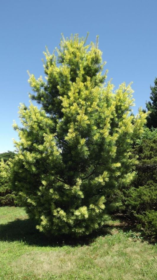 Pinus strobus 'Golden Candles' Golden Candles eastern white pine