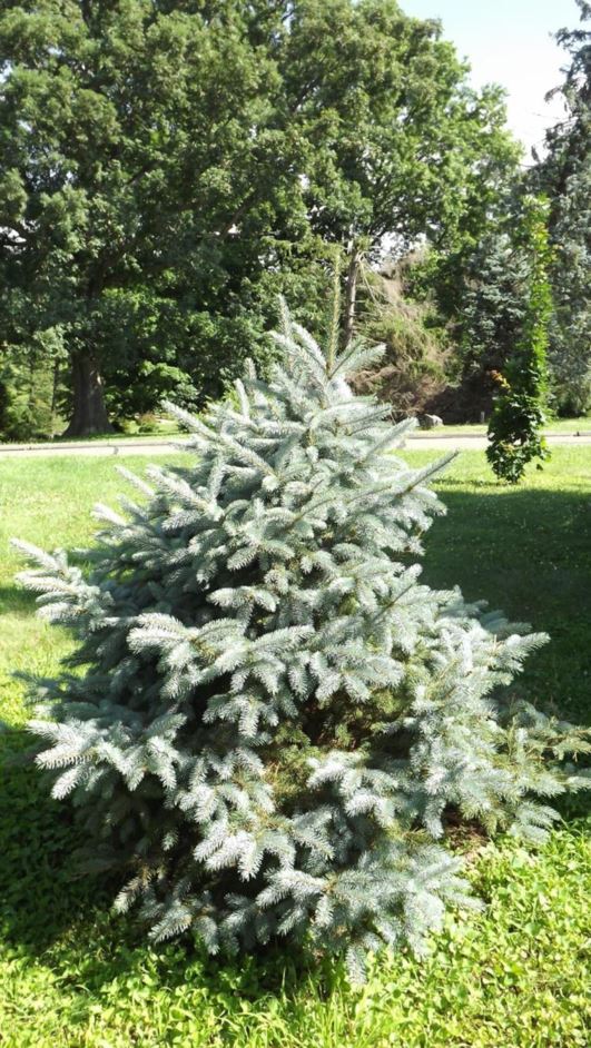 Picea pungens 'Idaho Select' Idaho Select Colorado blue spruce The