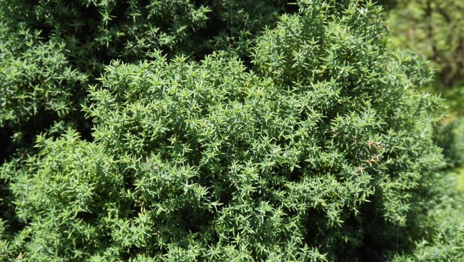 Chamaecyparis obtusa 'Blue Feathers' Blue Feathers hinoki false