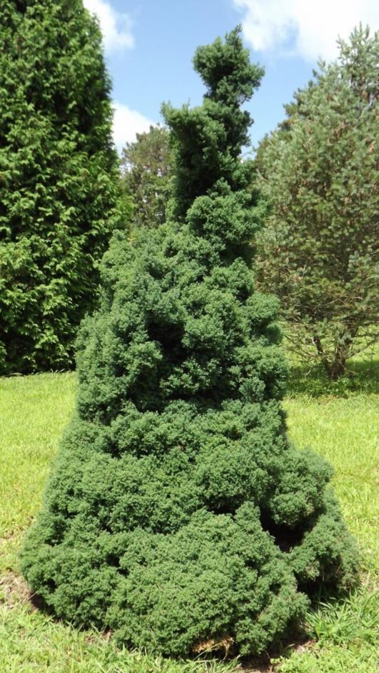 Chamaecyparis obtusa 'Blue Feathers' Blue Feathers hinoki false