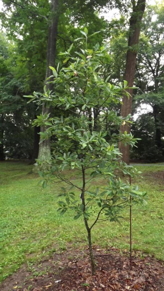 Sweetbay Magnolia Australis In the northern part of its cultivated