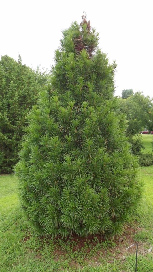 Sciadopitys verticillata 'Monolith' Monolith Japanese umbrellapine The Dawes Arboretum