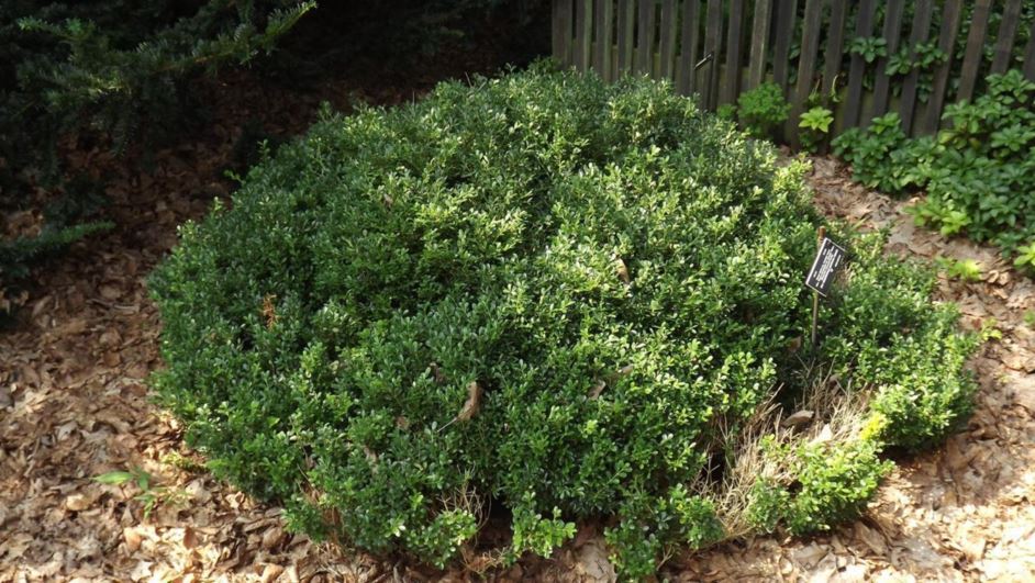 Buxus sinica var. insularis 'Nana' dwarf Korean boxwood The Dawes