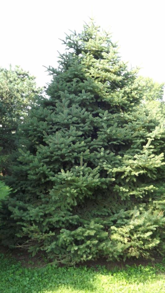 Picea pungens 'Green Spire' Green Spire Colorado spruce The Dawes