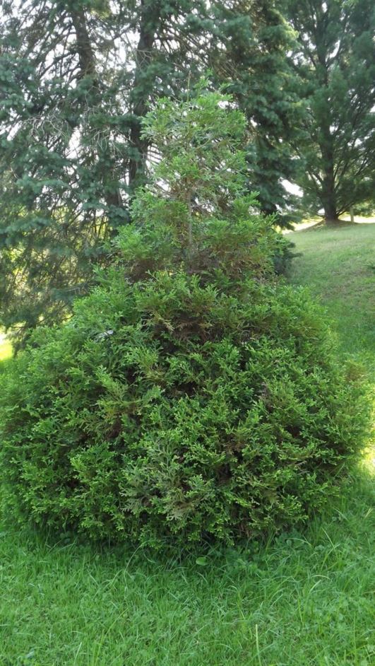 Thujopsis dolabrata hiba false arborvitae The Dawes Arboretum