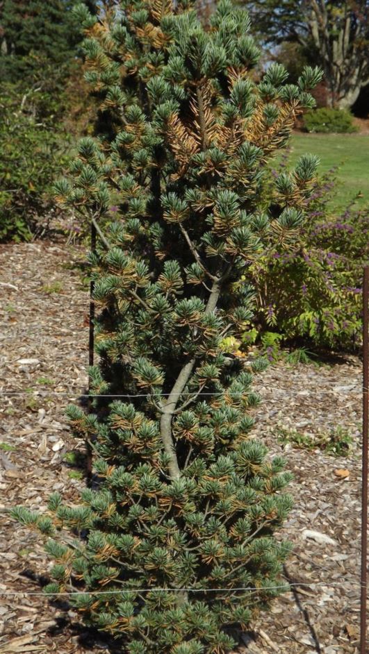 Pinus parviflora 'Glauca Nana' Glauca Nana Japanese white pine The