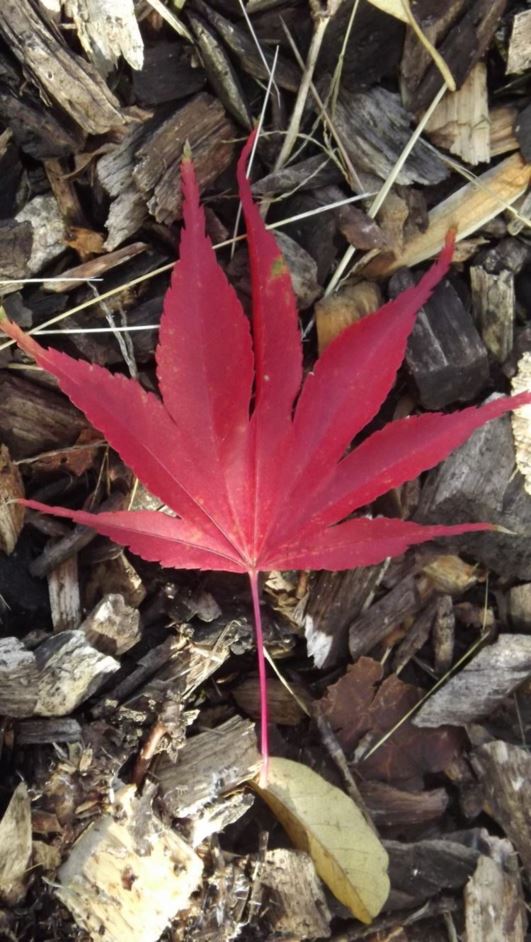 Acer shirasawanum 'Red Dawn' Red Dawn Shirasawa maple The Dawes