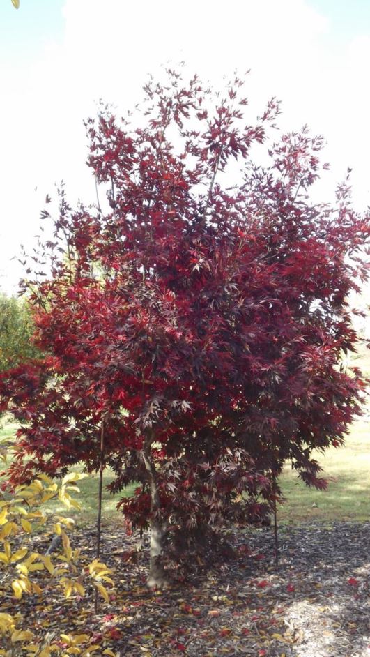 Acer shirasawanum 'Red Dawn' Red Dawn Shirasawa maple The Dawes