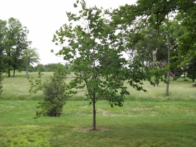 Cercis canadensis eastern redbud The Dawes Arboretum