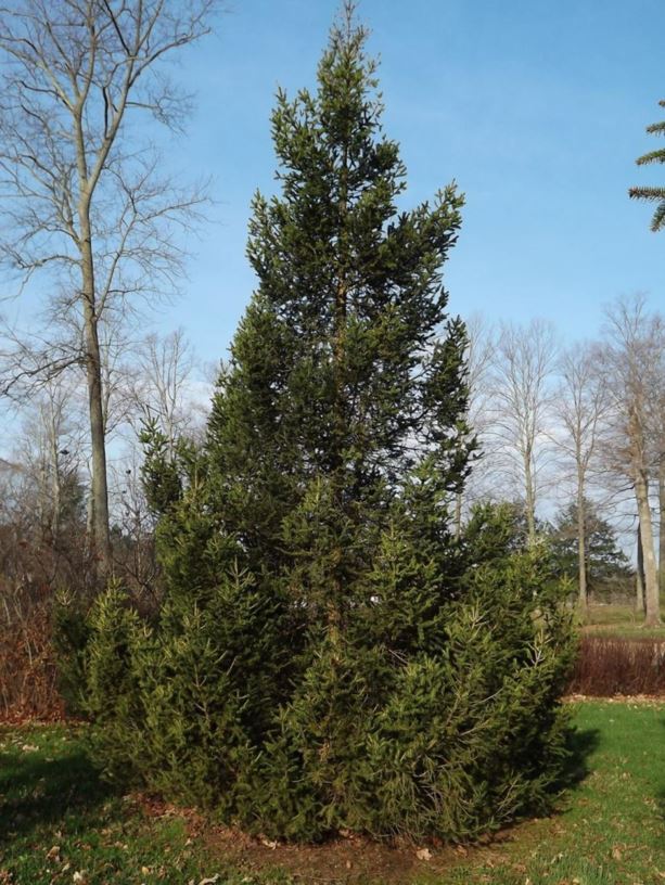 Picea wilsonii Wilson spruce The Dawes Arboretum