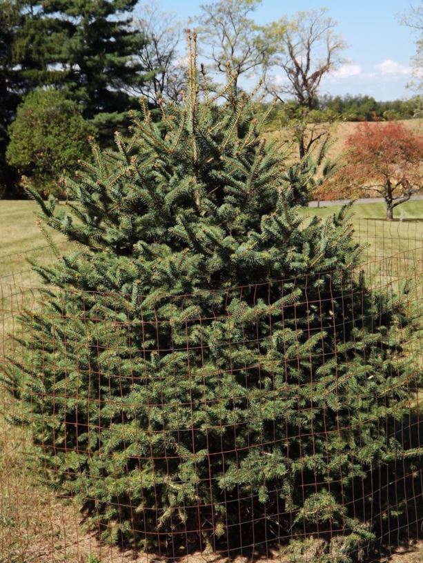 Picea koraiensis Korean spruce The Dawes Arboretum