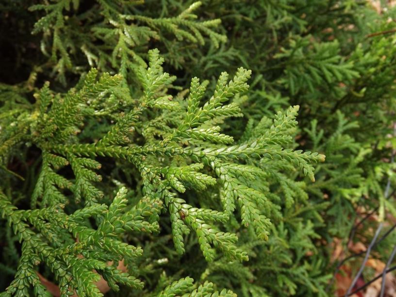 Thujopsis dolabrata hiba false arborvitae The Dawes Arboretum