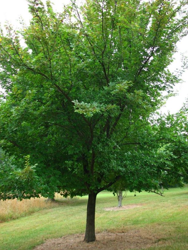 Ulmus 'Morton Stalwart' Commendation™ Commendation™ elm The Dawes
