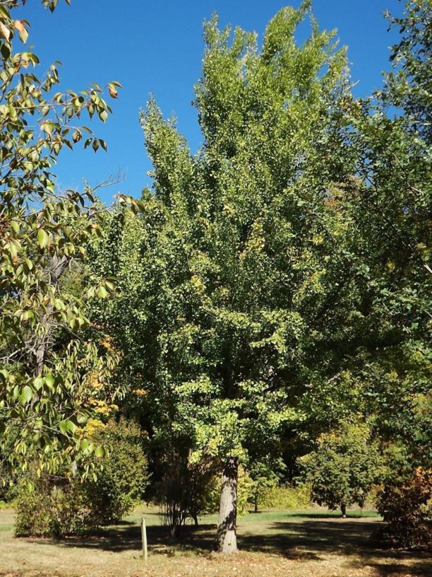 Ginkgo biloba ginkgo, maidenhair tree The Dawes Arboretum