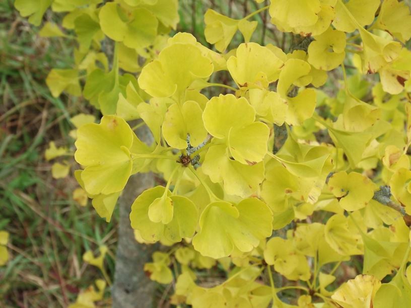 Ginkgo biloba 'Santa Cruz' Santa Cruz ginkgo The Dawes Arboretum