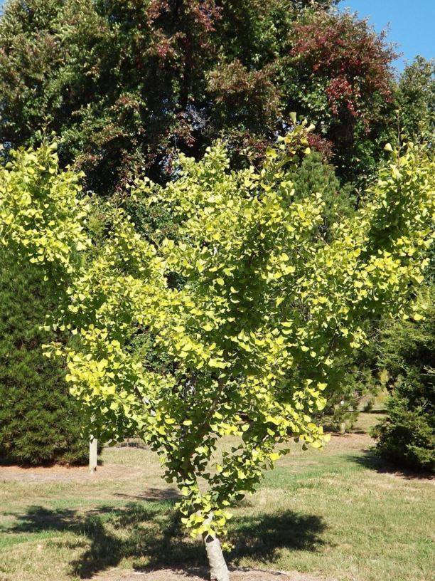 Ginkgo biloba 'Halka' Halka ginkgo The Dawes Arboretum
