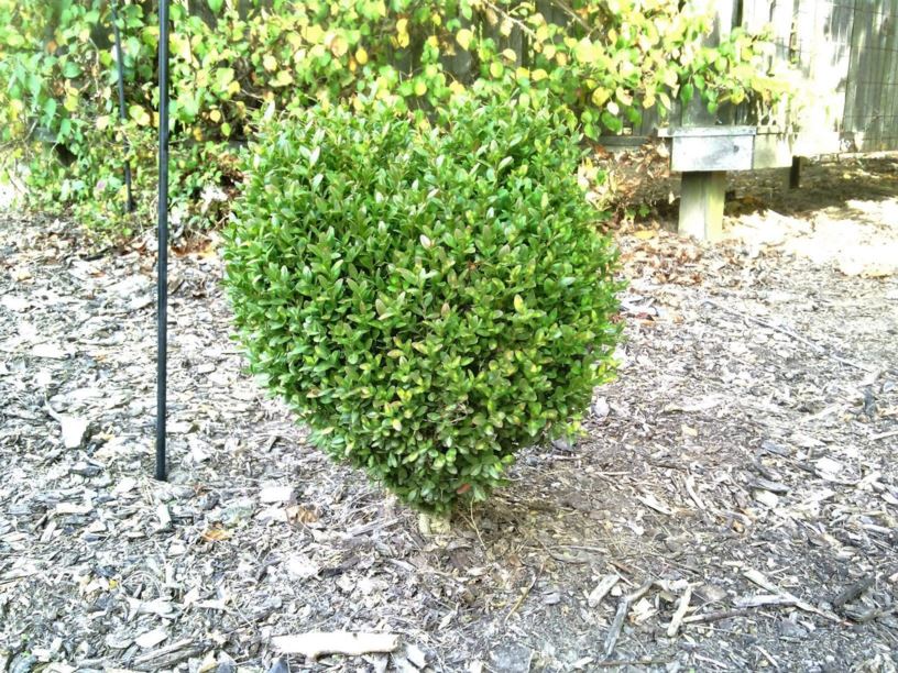Buxus sinica var. insularis 'Red Dwarf' Red Dwarf Korean boxwood